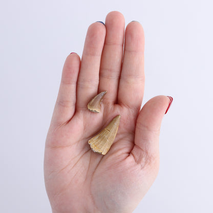 Mosasaur Teeth Set of 54 (Repaired) - Expert Wholesale and Supplier of Wholesale Crystals & Bulk Gemstones, ["Morocco","Mosasaur Teeth"]