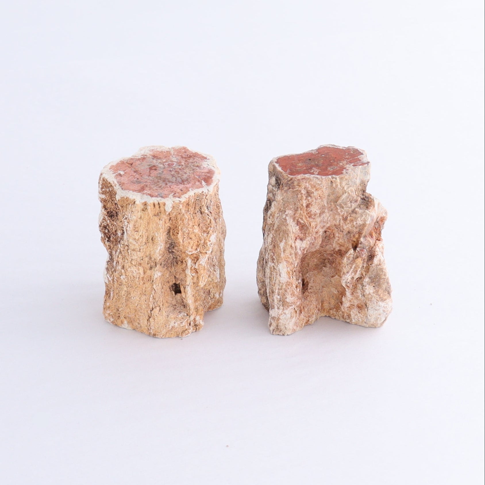 Petrified Wood Cut Bases Set of 10 - Expert Wholesale and Supplier of Wholesale Crystals & Bulk Gemstones, ["Cut Base","Petrified Wood"]