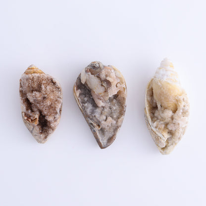 Crystalized Shells Set of 5 - Expert Wholesale and Supplier of Wholesale Crystals & Bulk Gemstones, ["Crystalized Shell","India","shell","shells"]