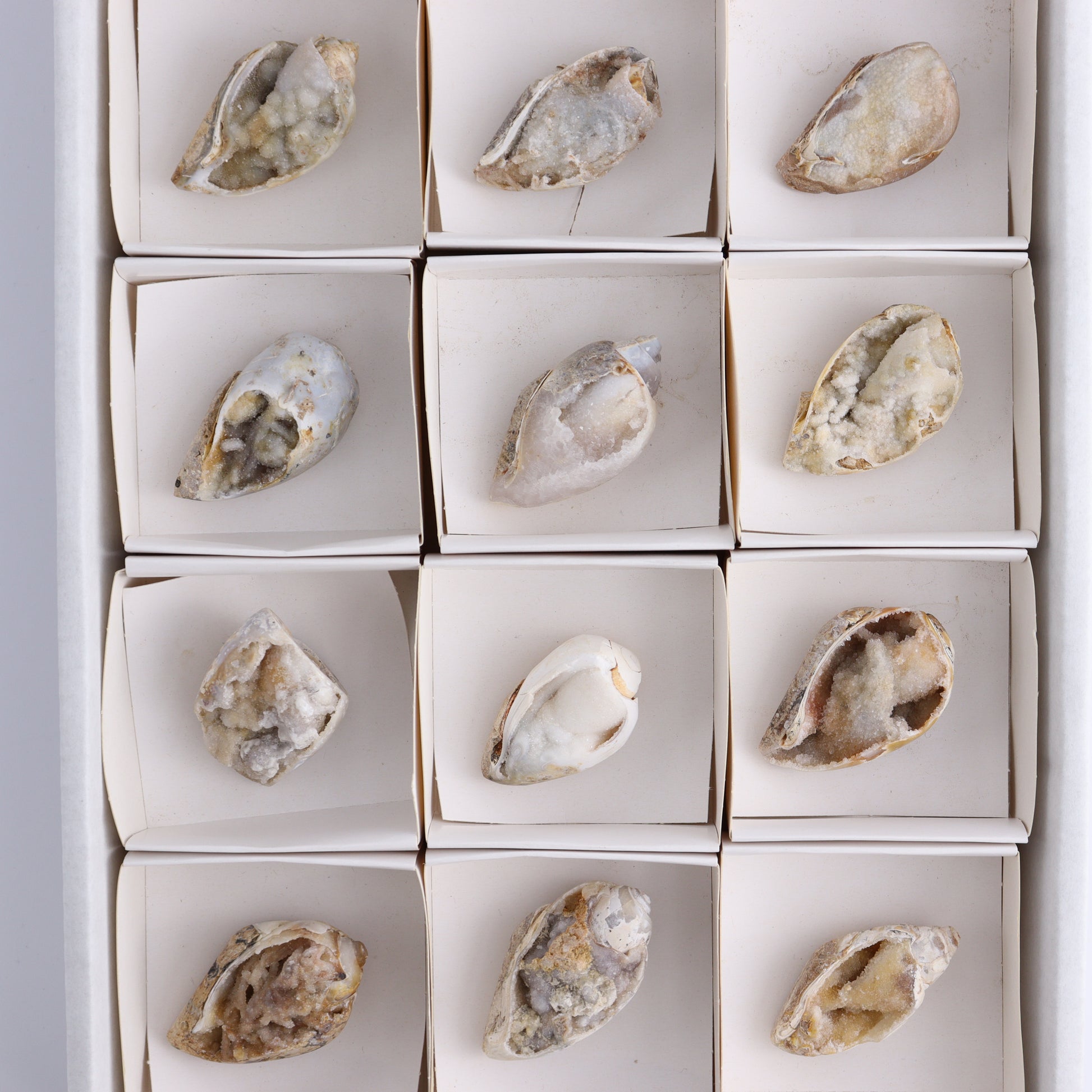 Crystalized Shells Set of 12 - Expert Wholesale and Supplier of Wholesale Crystals & Bulk Gemstones, ["Crystalized Shell","India","shell","shells"]