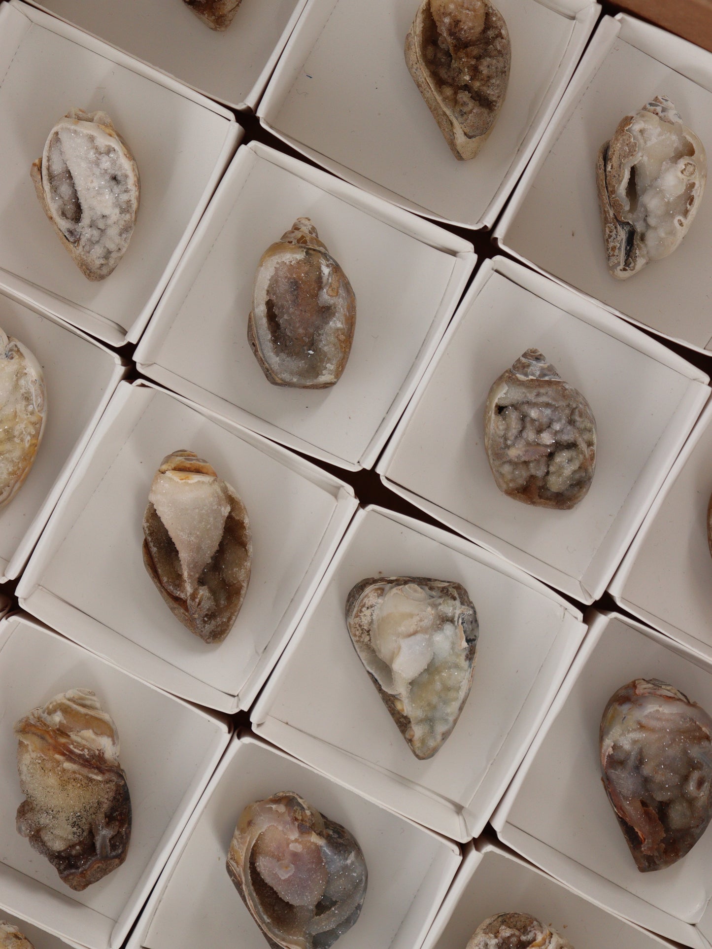 Fossil Shell Flat Set of 20 - Expert Wholesale and Supplier of Wholesale Crystals & Bulk Gemstones, []