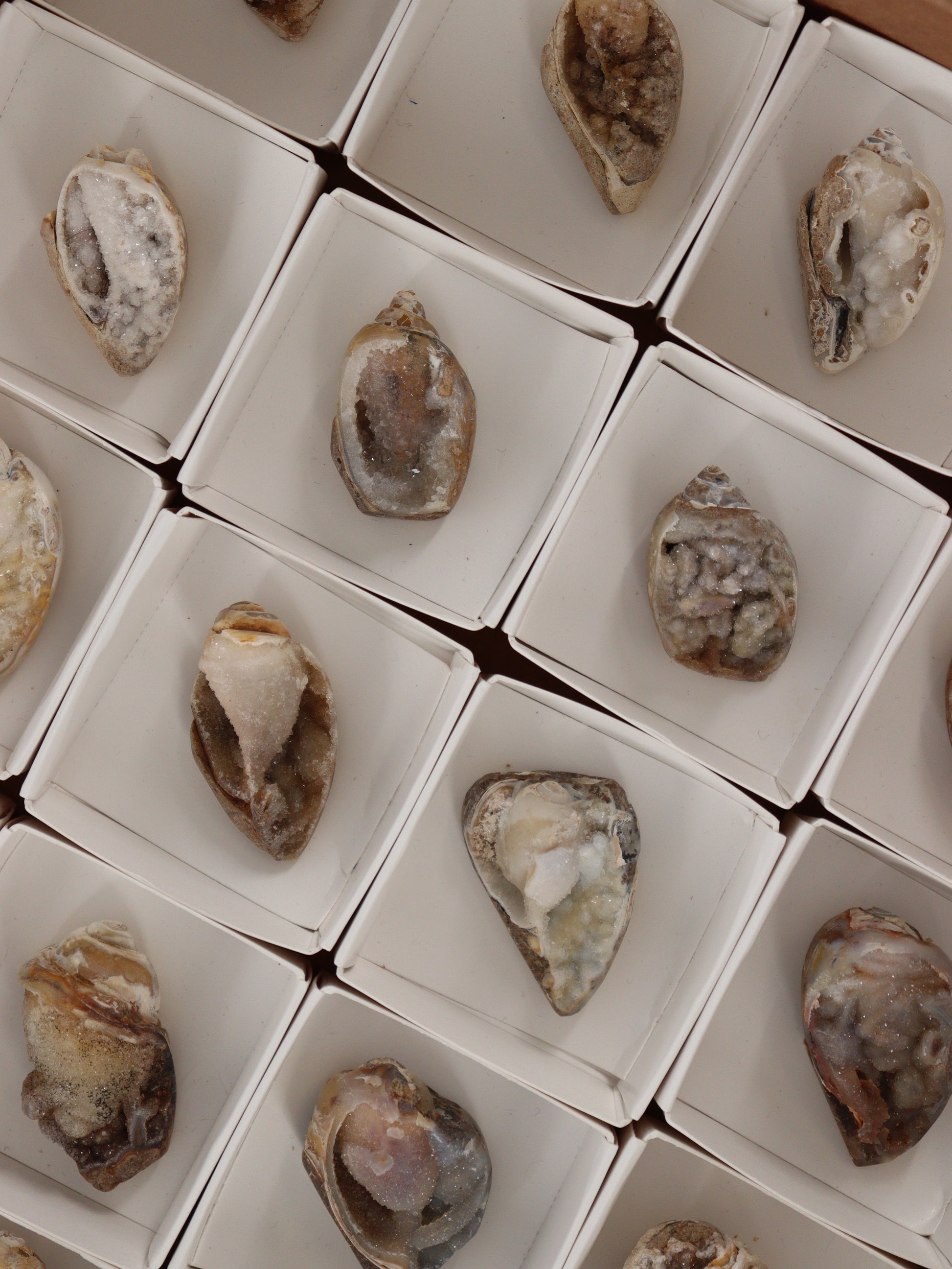 Fossil Shell Flat Set of 20 - Expert Wholesale and Supplier of Wholesale Crystals & Bulk Gemstones, []