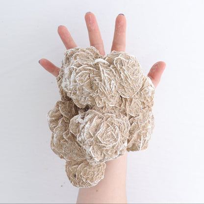 Desert Rose Set of 2