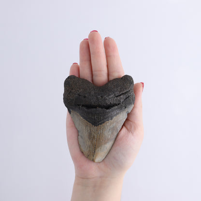 Megalodon Teeth Set of 6 - Expert Wholesale and Supplier of Wholesale Crystals & Bulk Gemstones, ["Megalodon Teeth","United States"]