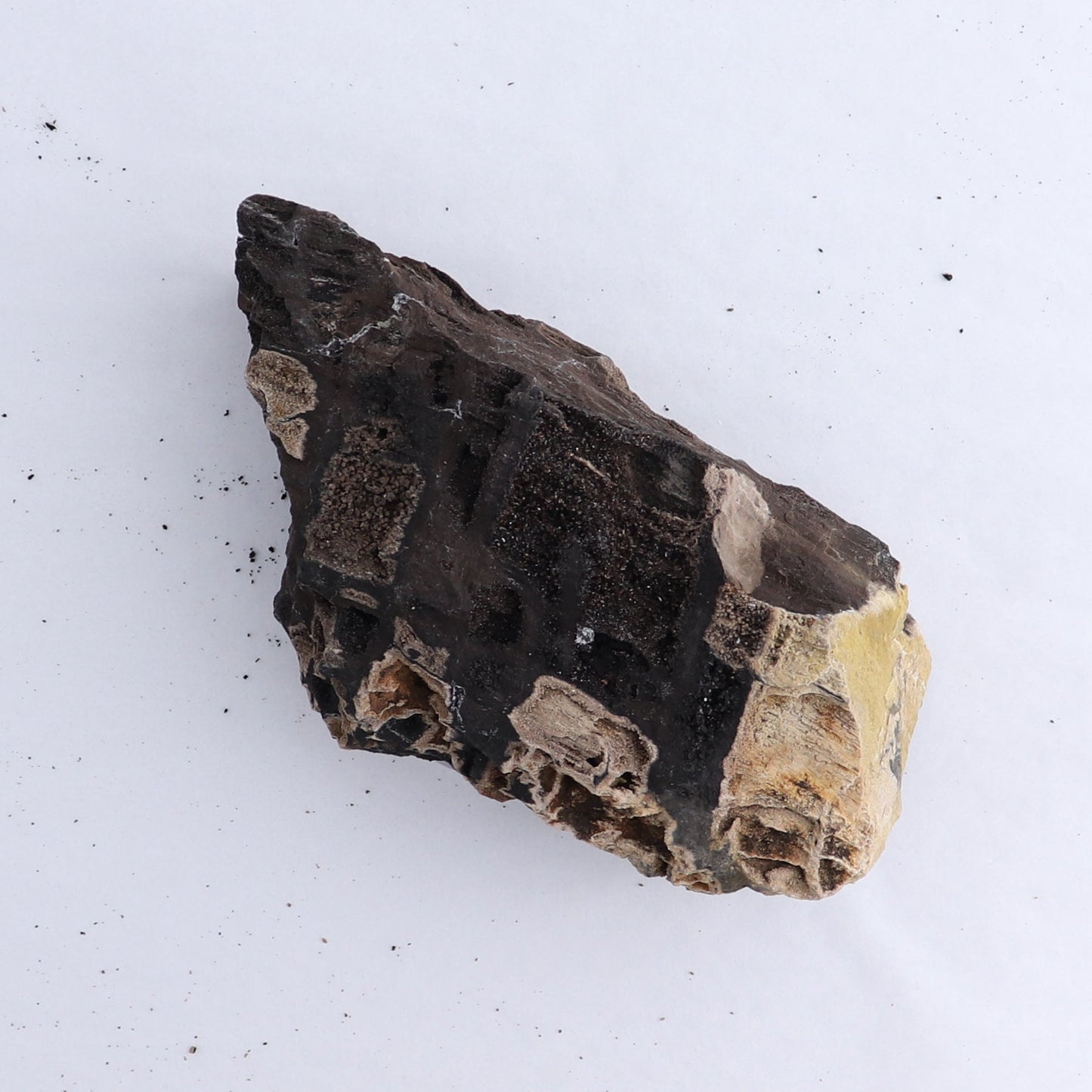 Permineralized Wood Flat of 5 - Expert Wholesale and Supplier of Wholesale Crystals & Bulk Gemstones, ["Indonesia","Permineralized Wood"]