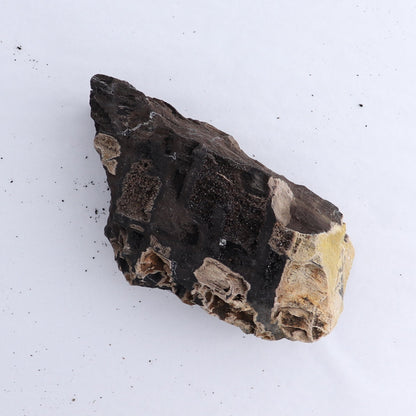 Permineralized Wood Flat of 5 - Expert Wholesale and Supplier of Wholesale Crystals & Bulk Gemstones, ["Indonesia","Permineralized Wood"]