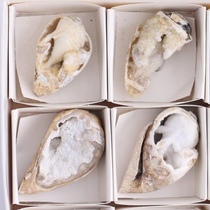 Crystalized Shells Set of 9