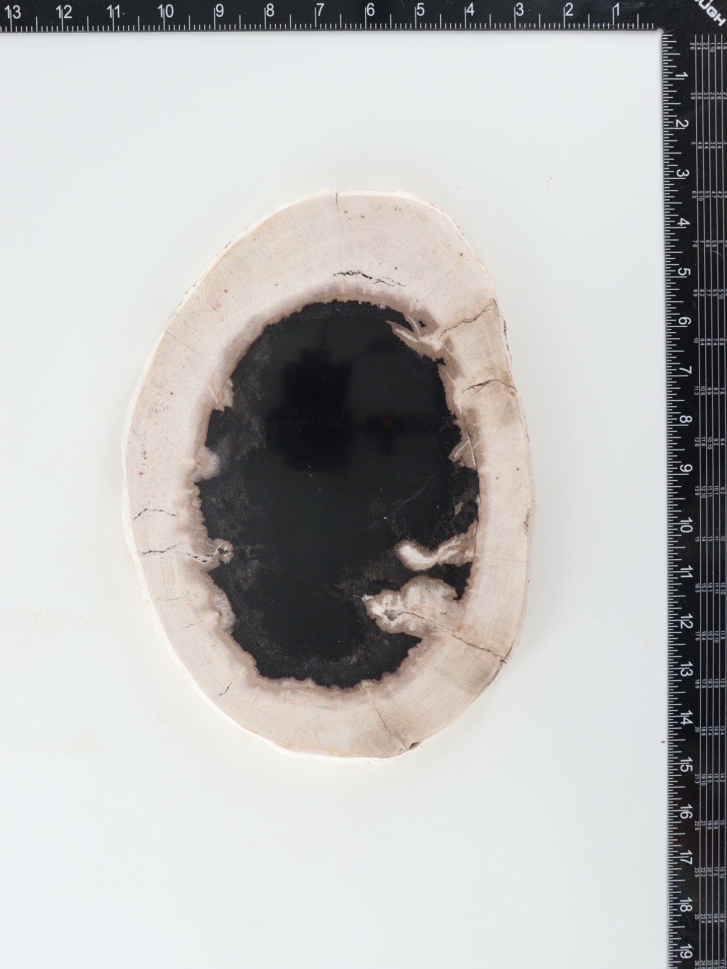 Petrified Wood Slice and Slab - Expert Wholesale and Supplier of Wholesale Crystals & Bulk Gemstones, []