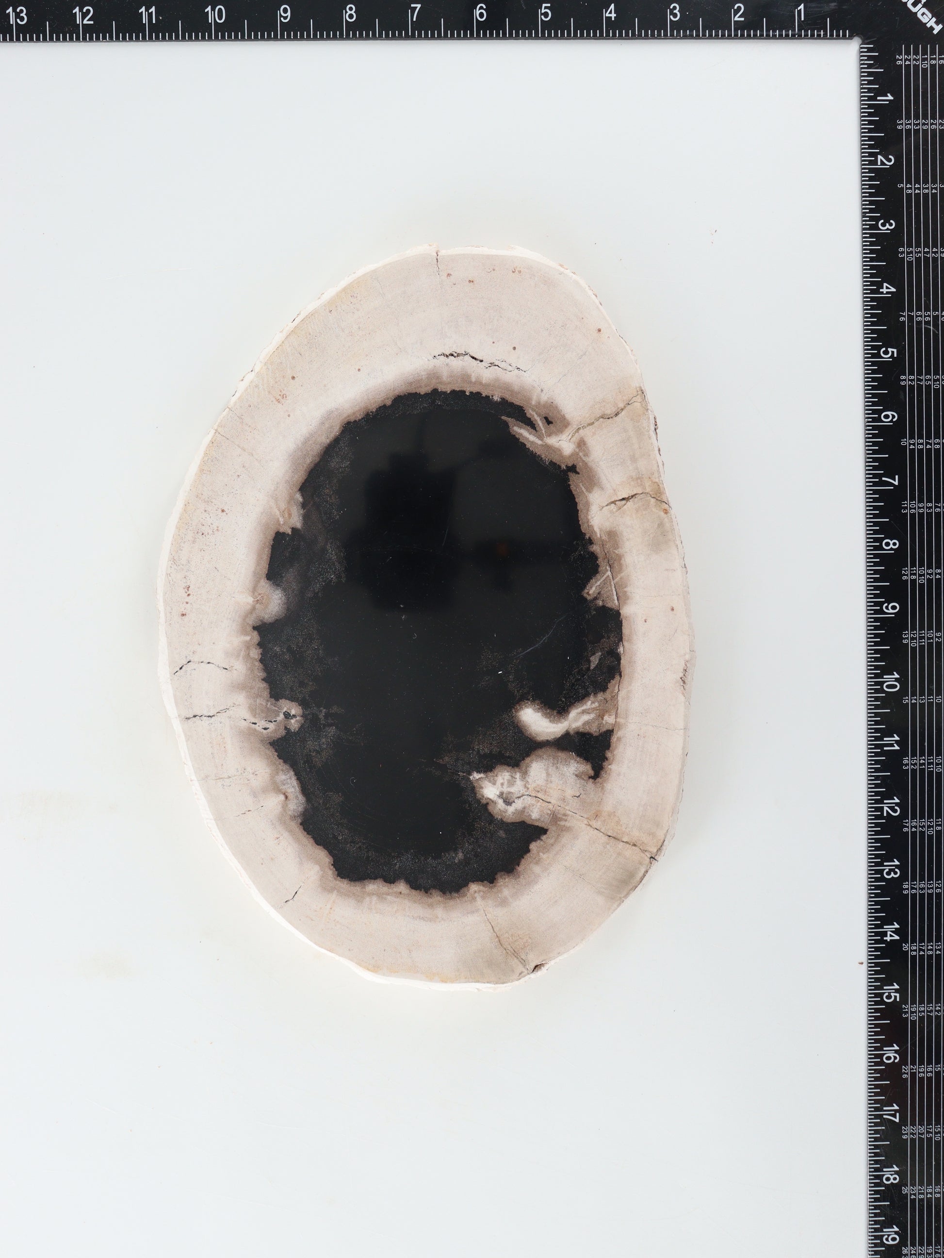Petrified Wood Slice and Slab - Expert Wholesale and Supplier of Wholesale Crystals & Bulk Gemstones, []