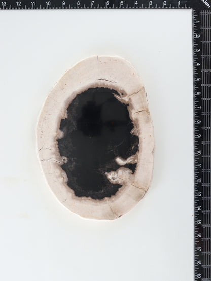Petrified Wood Slice and Slab - Expert Wholesale and Supplier of Wholesale Crystals & Bulk Gemstones, []