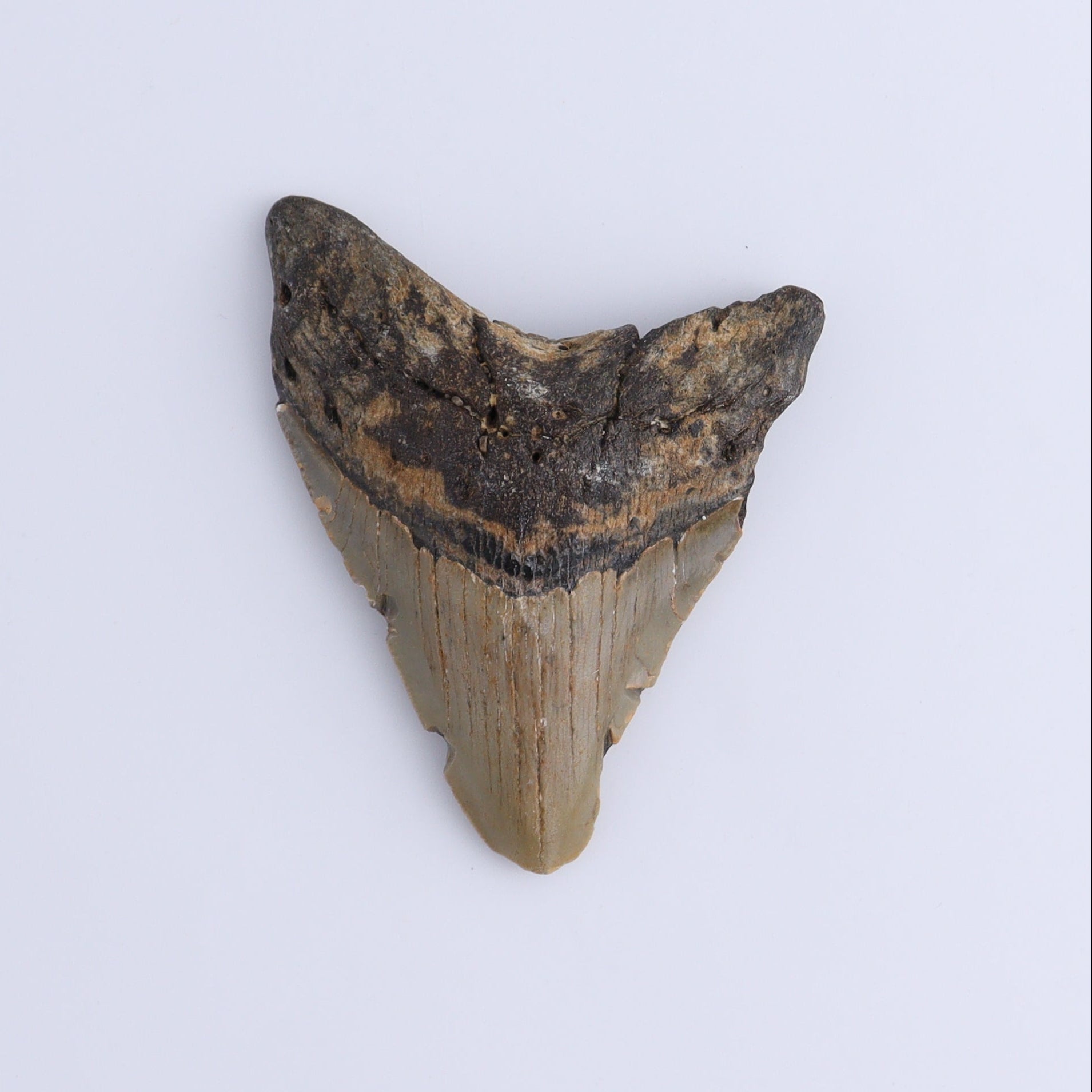 Megalodon Teeth Set of 2 - Expert Wholesale and Supplier of Wholesale Crystals & Bulk Gemstones, ["Megalodon Teeth","United States"]