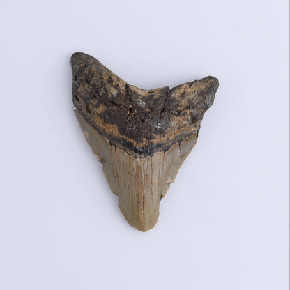 Megalodon Teeth Set of 2 - Expert Wholesale and Supplier of Wholesale Crystals & Bulk Gemstones, ["Megalodon Teeth","United States"]