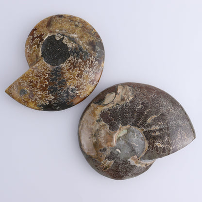 Ammonite Bowls Set of 2 - Expert Wholesale and Supplier of Wholesale Crystals & Bulk Gemstones, ["Ammonite","close_30","Madagascar","shells"]