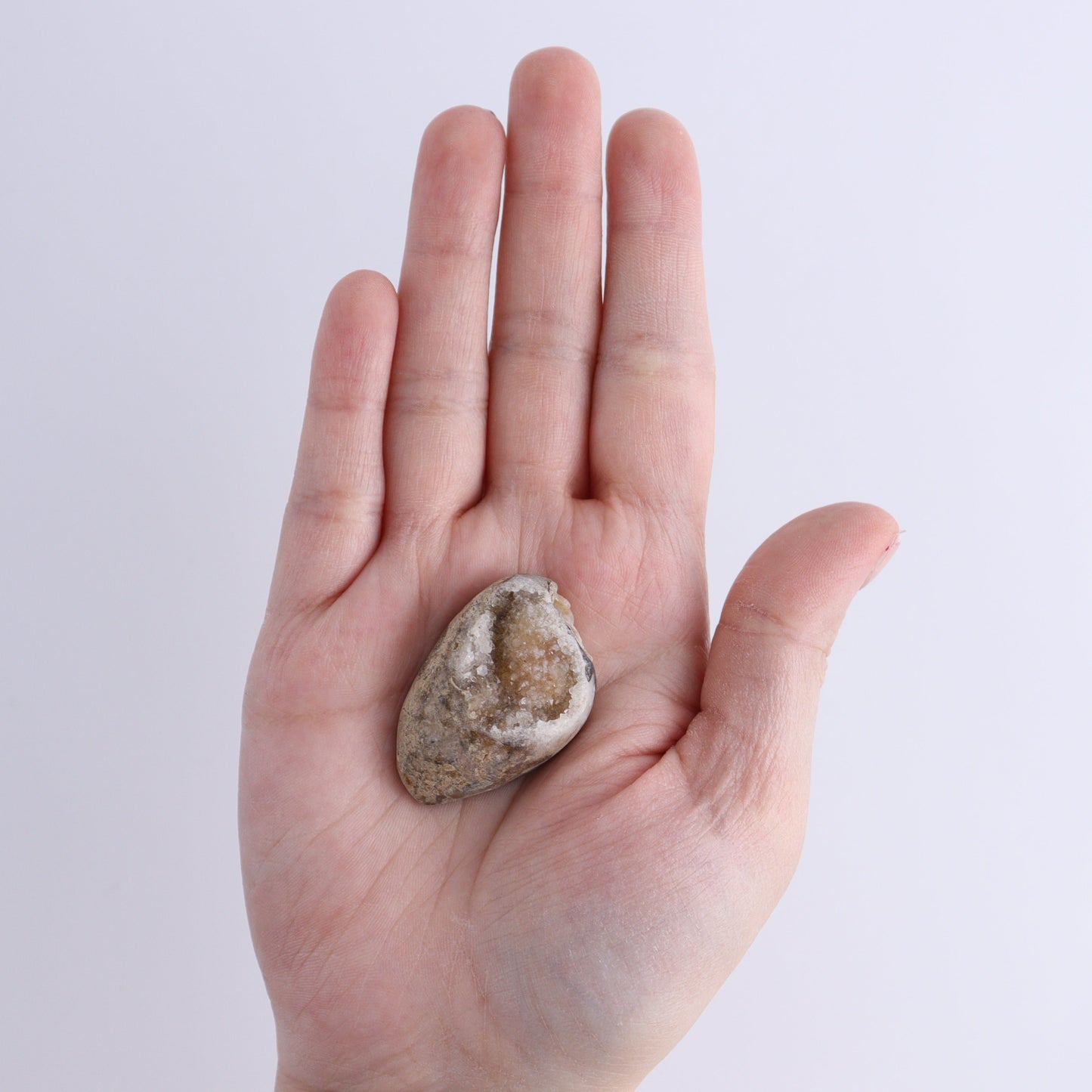 Crystalized Shells Set of 12 - Expert Wholesale and Supplier of Wholesale Crystals & Bulk Gemstones, ["Crystalized Shell","India","shell","shells"]