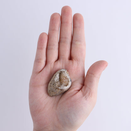 Crystalized Shells Set of 12 - Expert Wholesale and Supplier of Wholesale Crystals & Bulk Gemstones, ["Crystalized Shell","India","shell","shells"]