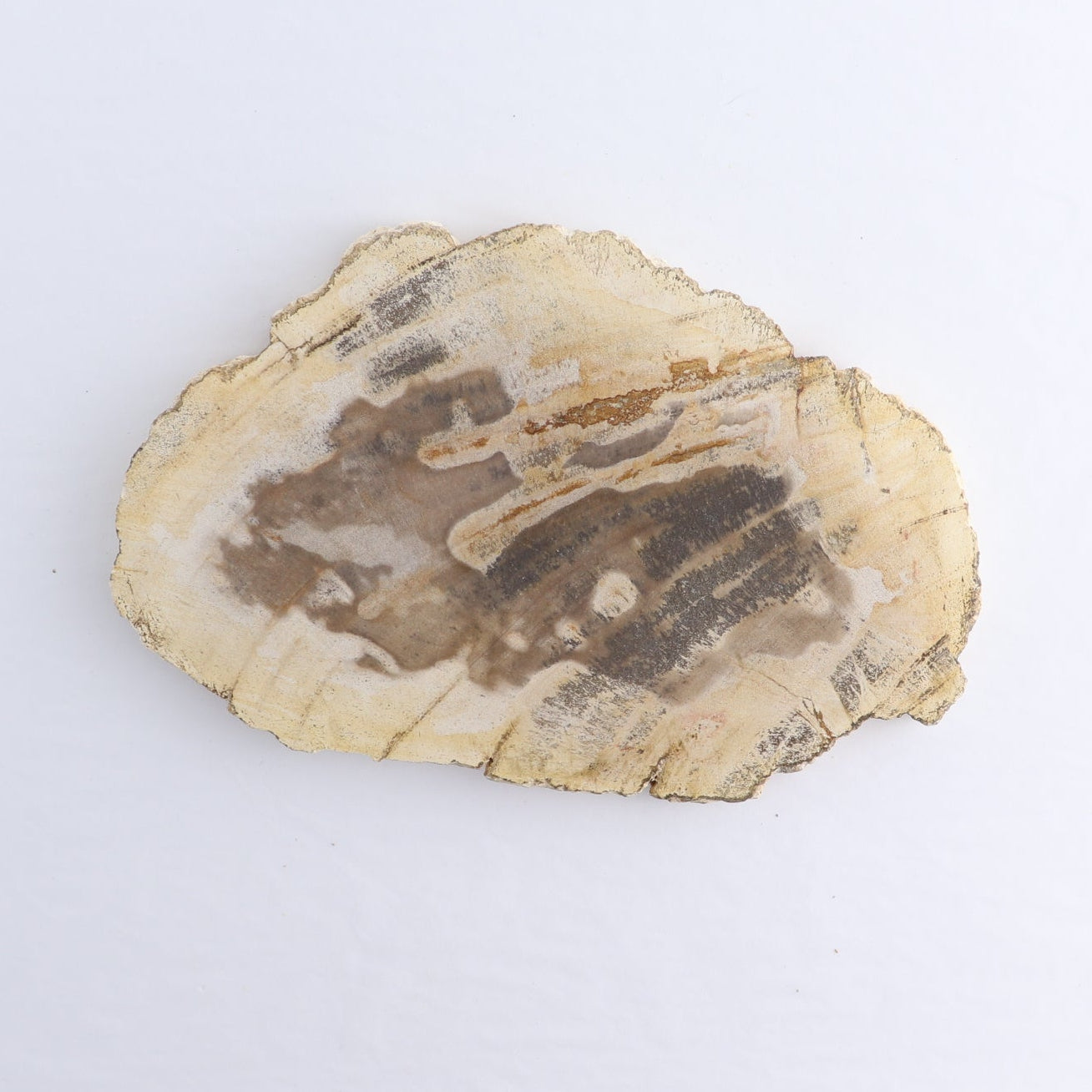 Petrified Wood Slices & Slabs Set of 4 - Expert Wholesale and Supplier of Wholesale Crystals & Bulk Gemstones, ["Freeforms","Indonesia","Petrified Wood","Slices and Slabs"]