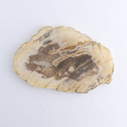 Petrified Wood Slices & Slabs Set of 4 - Expert Wholesale and Supplier of Wholesale Crystals & Bulk Gemstones, ["Freeforms","Indonesia","Petrified Wood","Slices and Slabs"]