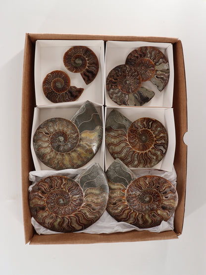 Ammonite Pairs Set of 4