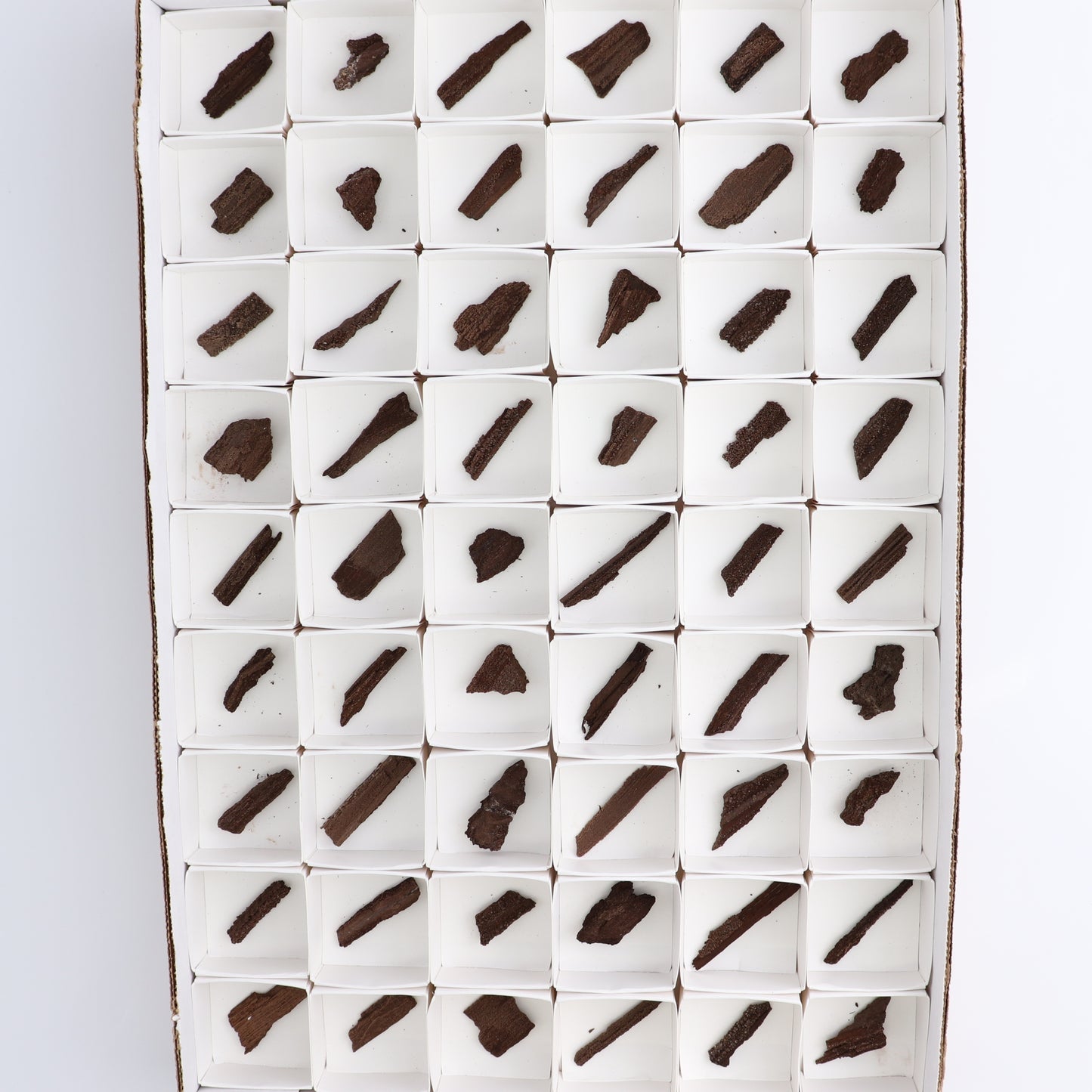 Permineralized Wood Flat of 54