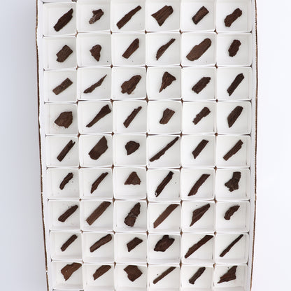 Permineralized Wood Flat of 54