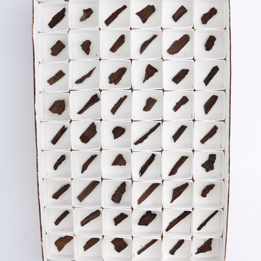 Permineralized Wood Flat of 54