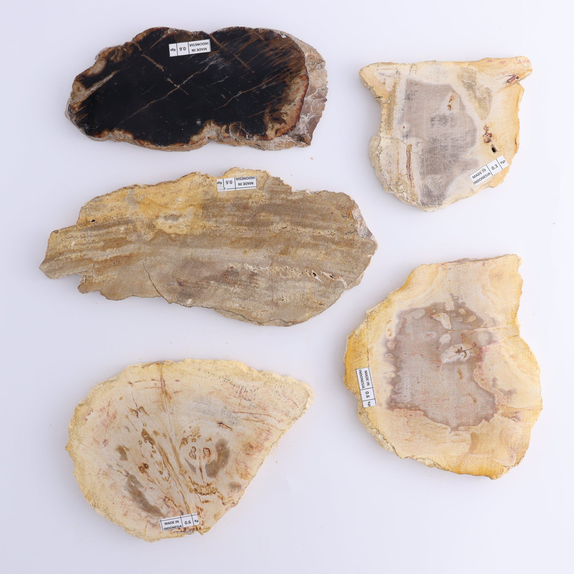 Petrified Wood Slices & Slabs Set of 5 - Expert Wholesale and Supplier of Wholesale Crystals & Bulk Gemstones, ["Freeforms","Indonesia","Petrified Wood","Slices and Slabs"]