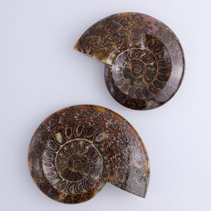 Ammonite Shell Set of 2 - Expert Wholesale and Supplier of Wholesale Crystals & Bulk Gemstones, ["Ammonite","shells"]