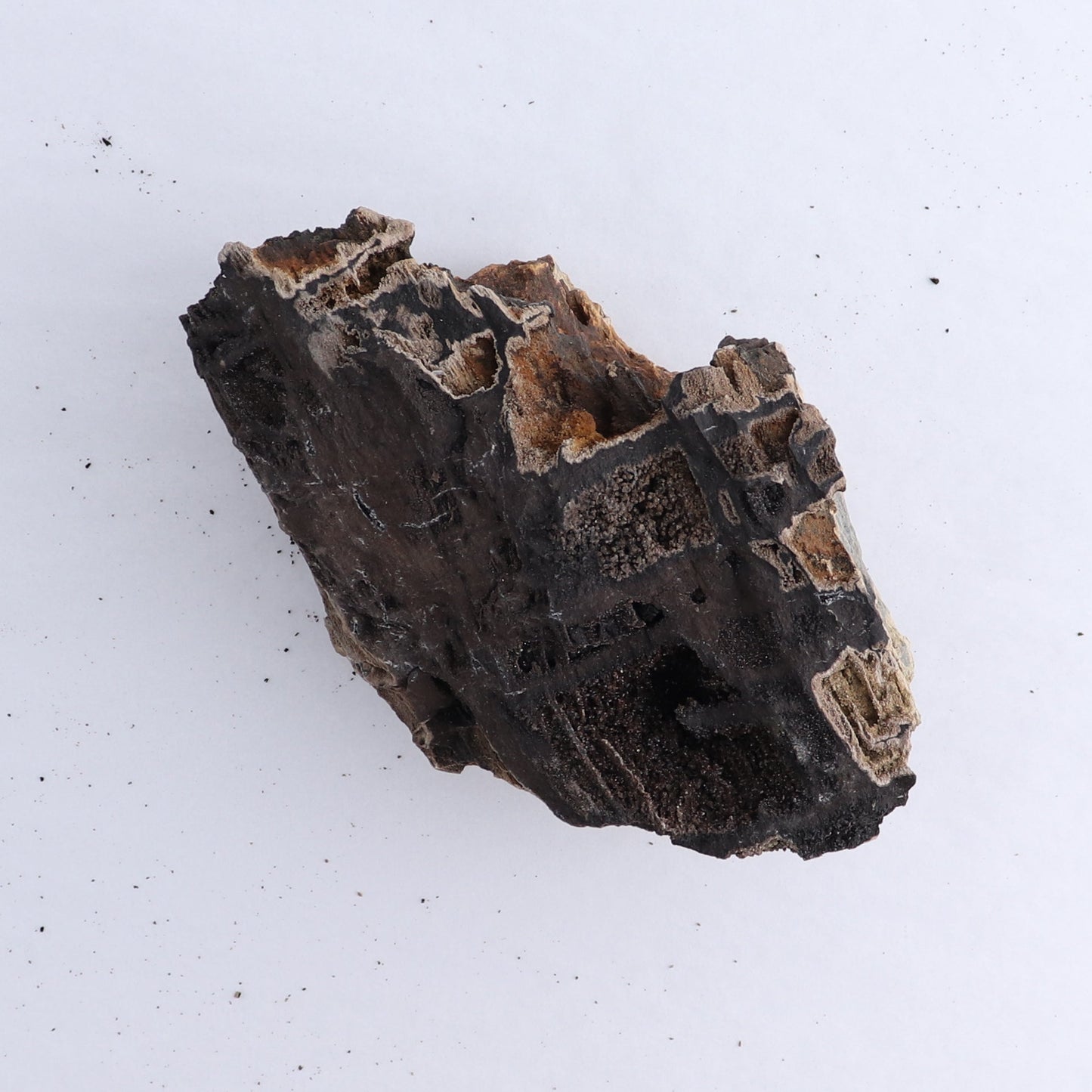 Permineralized Wood Flat of 5 - Expert Wholesale and Supplier of Wholesale Crystals & Bulk Gemstones, ["Indonesia","Permineralized Wood"]