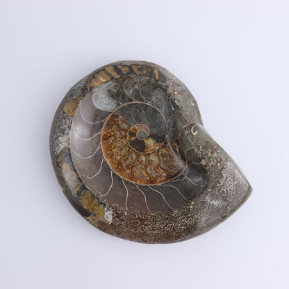 Ammonite Bowls Set of 2 - Expert Wholesale and Supplier of Wholesale Crystals & Bulk Gemstones, ["Ammonite","close_30","Madagascar","shells"]