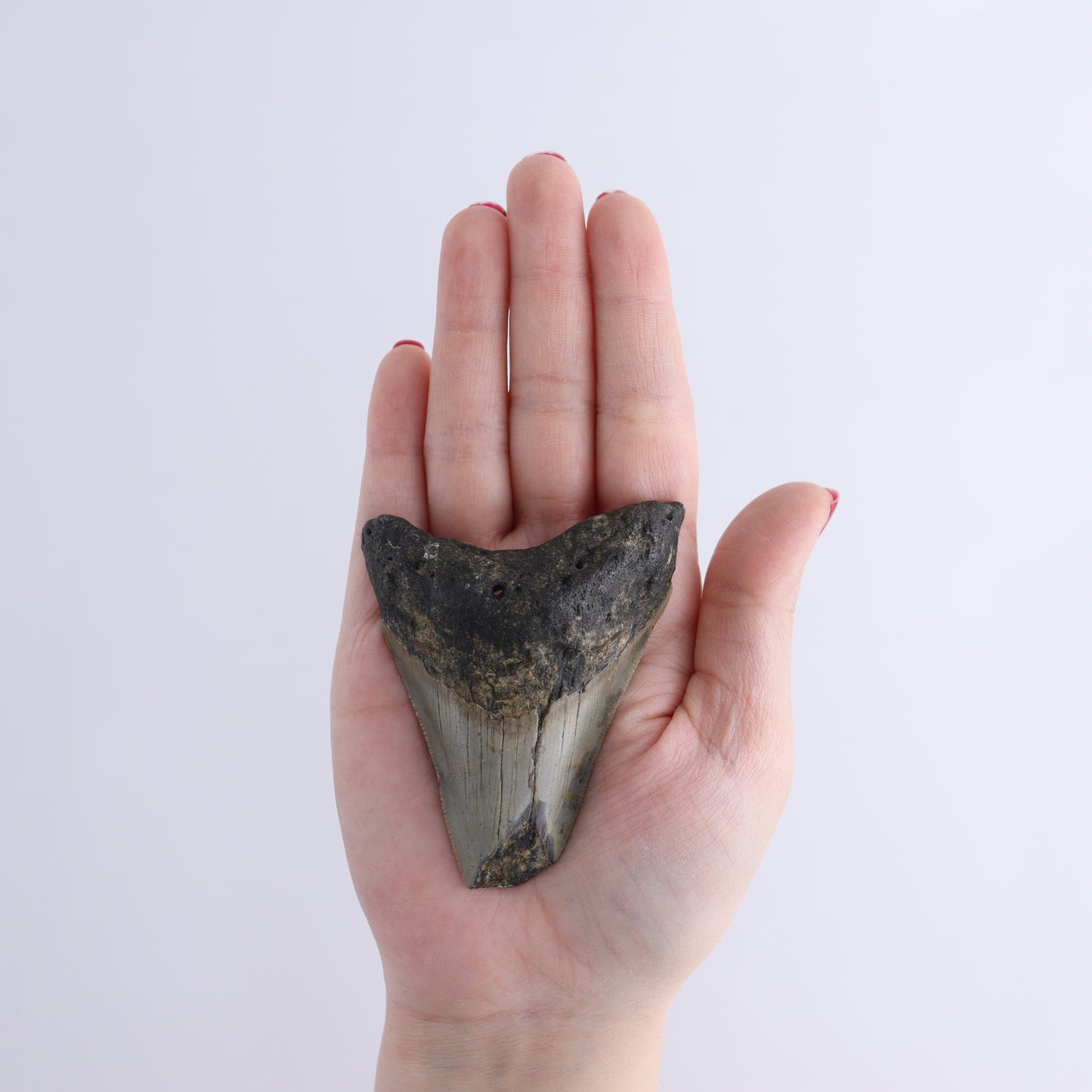 Megalodon Teeth Set of 6 - Expert Wholesale and Supplier of Wholesale Crystals & Bulk Gemstones, ["Megalodon Teeth","United States"]