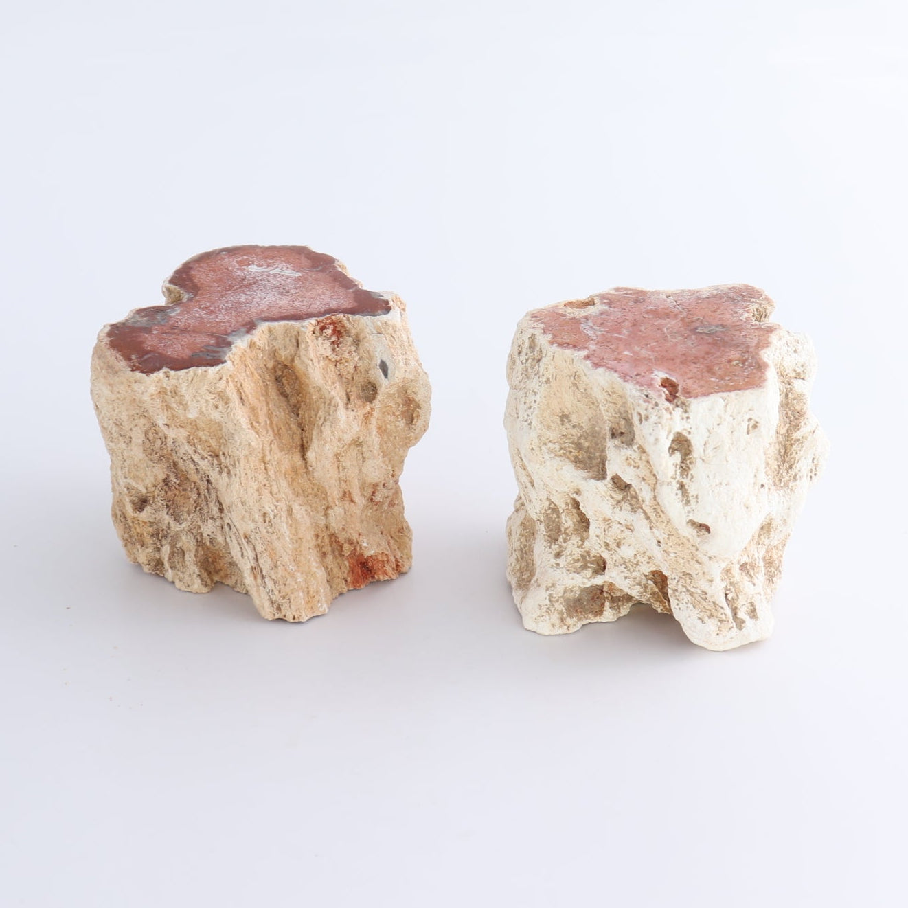 Petrified Wood Cut Bases Set of 8