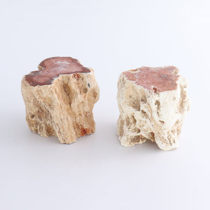 Petrified Wood Cut Bases Set of 8