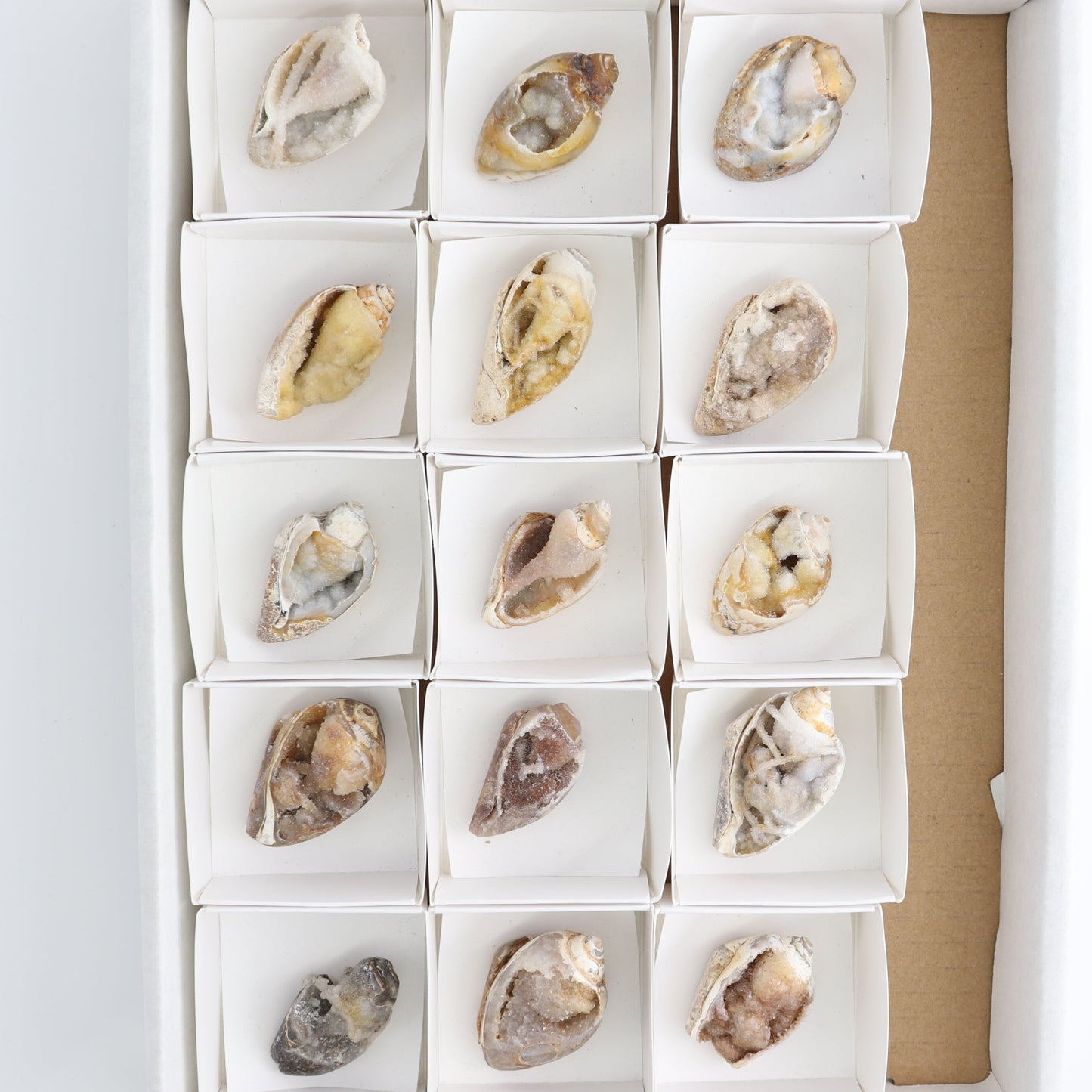Crystalized Shells Set of 15