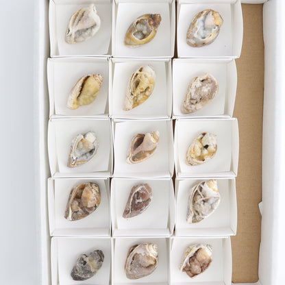 Crystalized Shells Set of 15