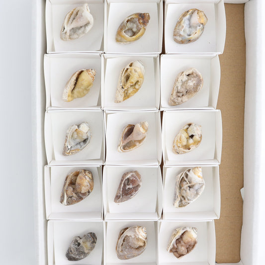 Crystalized Shells Set of 15