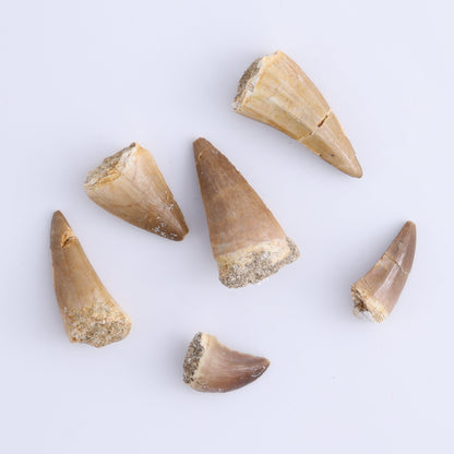 Mosasaur Teeth Set of 54 (Repaired) - Expert Wholesale and Supplier of Wholesale Crystals & Bulk Gemstones, ["Morocco","Mosasaur Teeth"]
