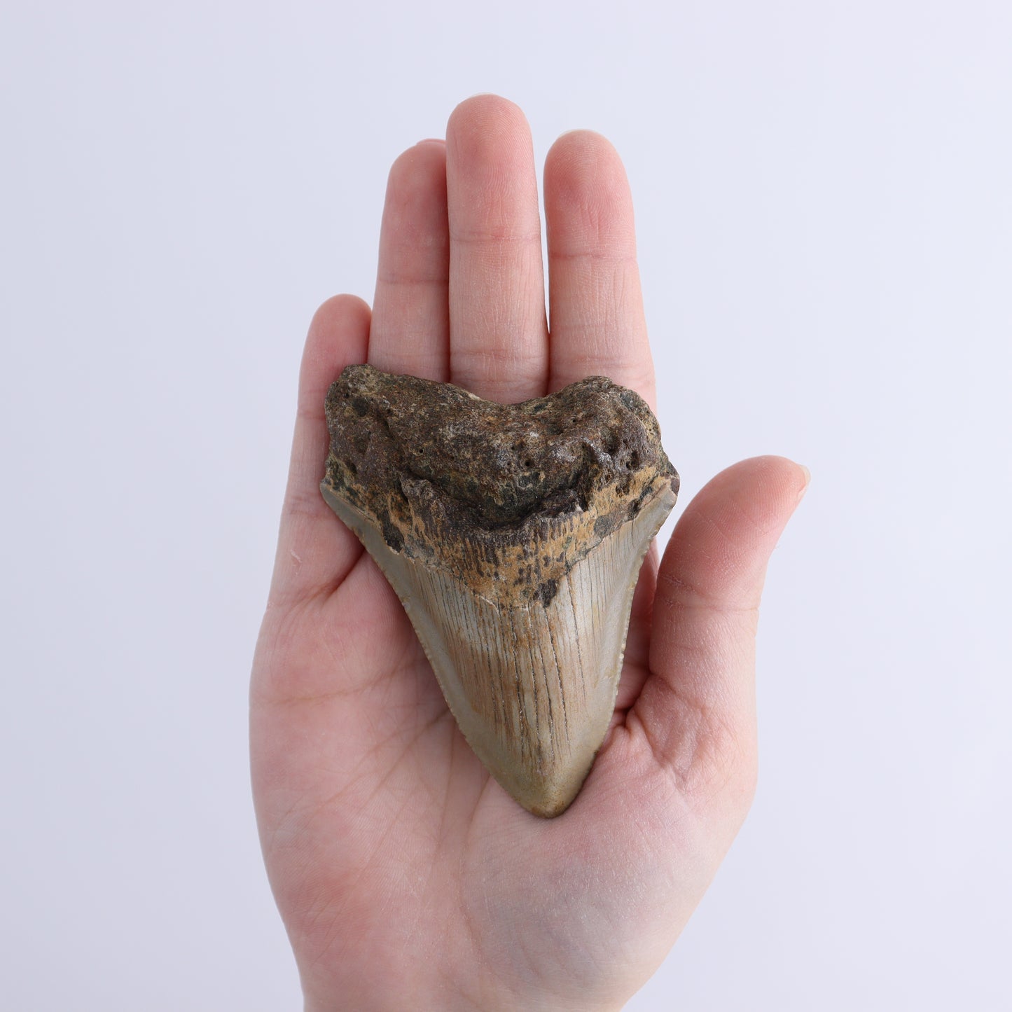 Megalodon Teeth Set of 2 - Expert Wholesale and Supplier of Wholesale Crystals & Bulk Gemstones, ["Megalodon Teeth","United States"]