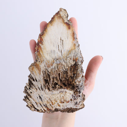 Agatized Coral Flat - Expert Wholesale and Supplier of Wholesale Crystals & Bulk Gemstones, ["Agate","Agatized Coral","Coral","United States"]