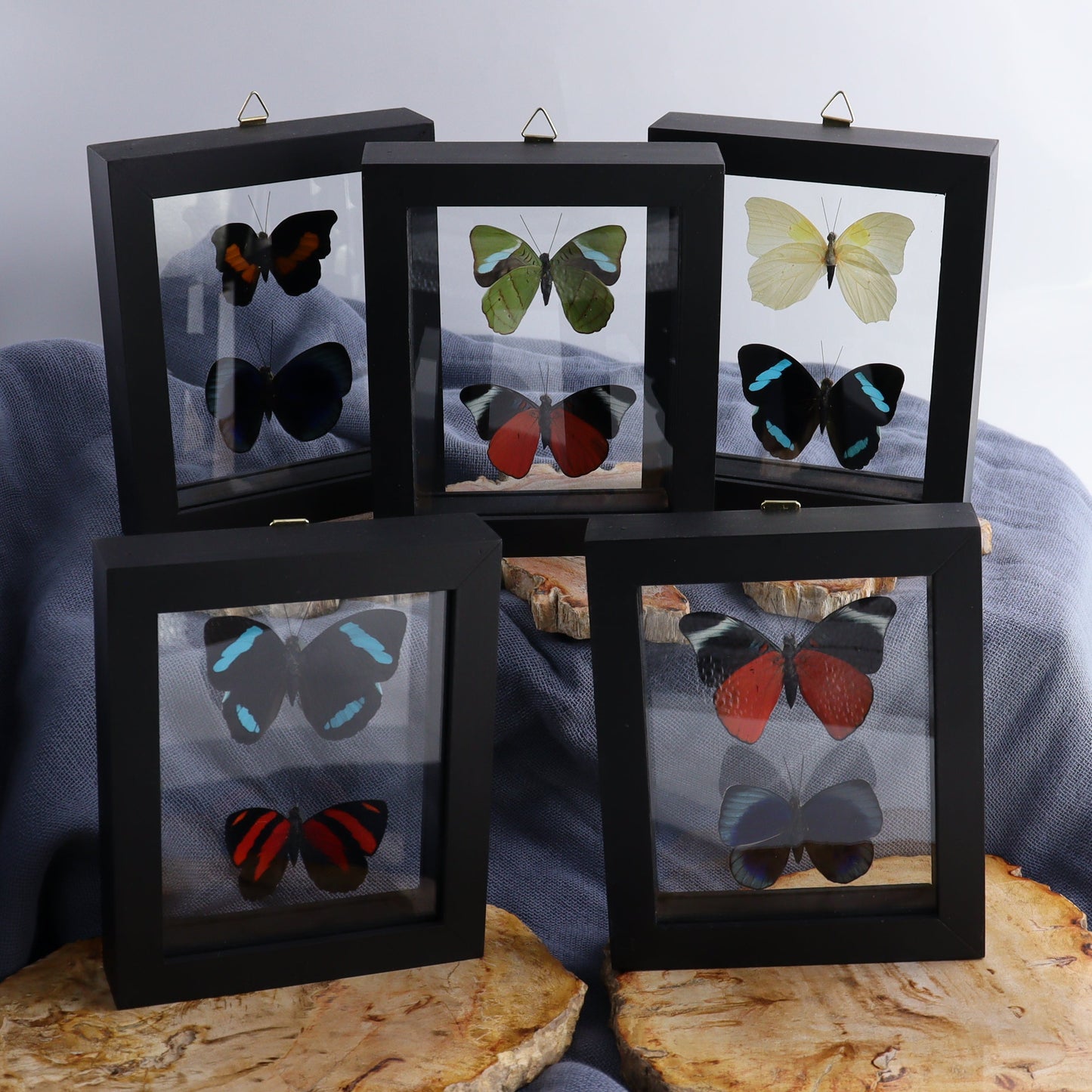 Butterfly Specimens Shadowbox Set of 5 - Expert Wholesale and Supplier of Wholesale Crystals & Bulk Gemstones, ["Butterflies","Butterfly Specimens","Peru","Shadowbox"]