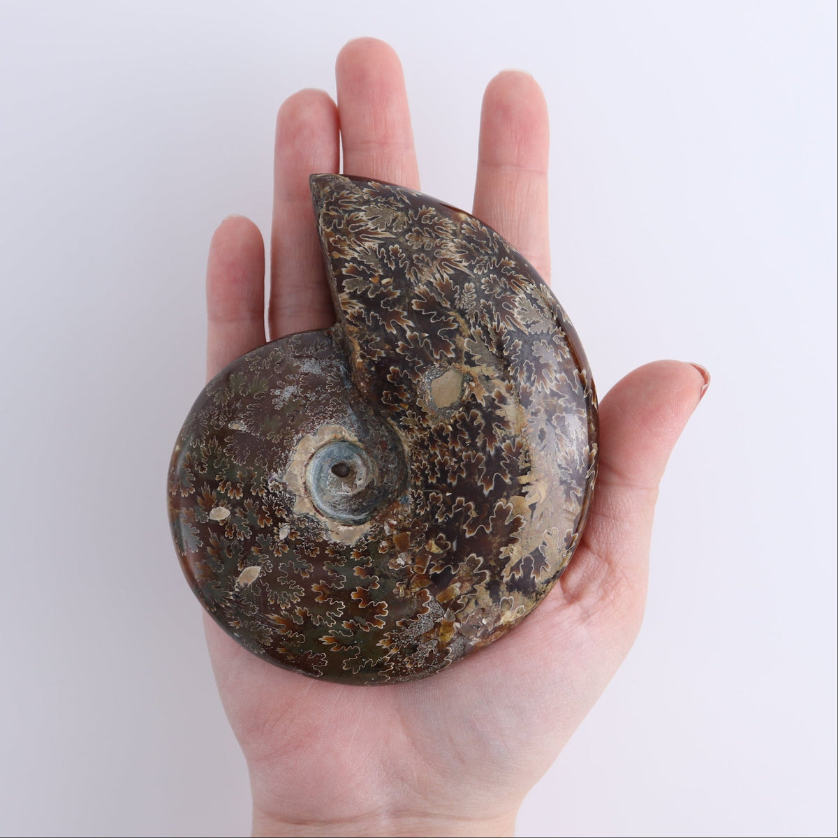 Ammonite Shells Set of 4
