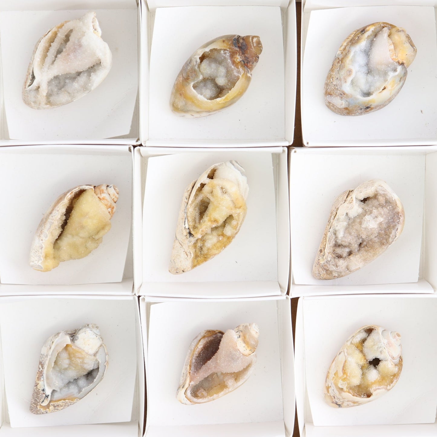Crystalized Shells Set of 15