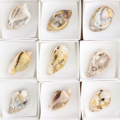 Crystalized Shells Set of 15