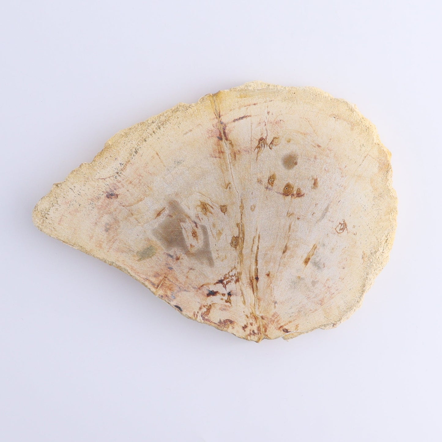 Petrified Wood Slices & Slabs Set of 5 - Expert Wholesale and Supplier of Wholesale Crystals & Bulk Gemstones, ["Freeforms","Indonesia","Petrified Wood","Slices and Slabs"]