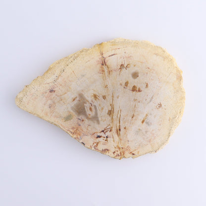 Petrified Wood Slices & Slabs Set of 5 - Expert Wholesale and Supplier of Wholesale Crystals & Bulk Gemstones, ["Freeforms","Indonesia","Petrified Wood","Slices and Slabs"]