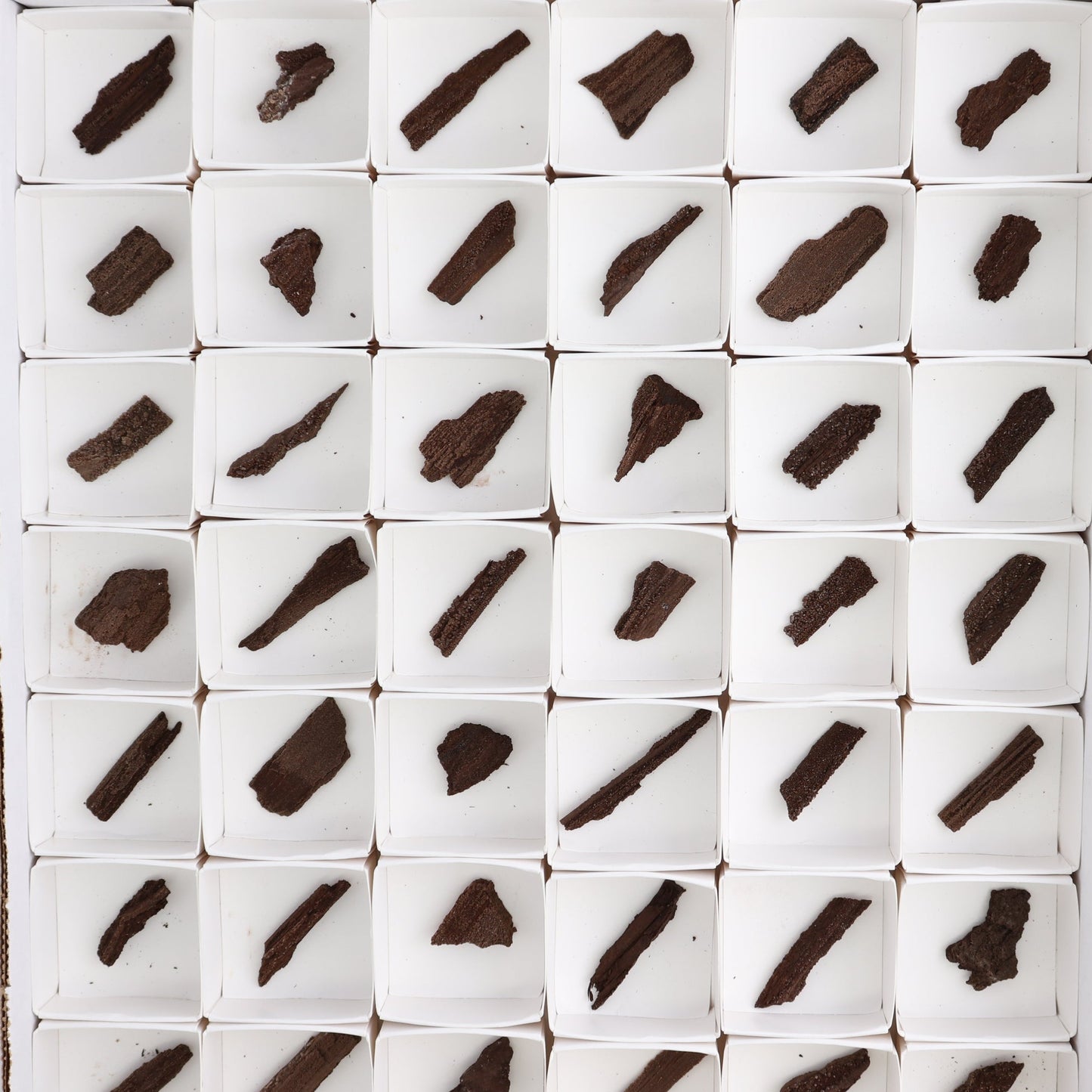 Permineralized Wood Flat of 54