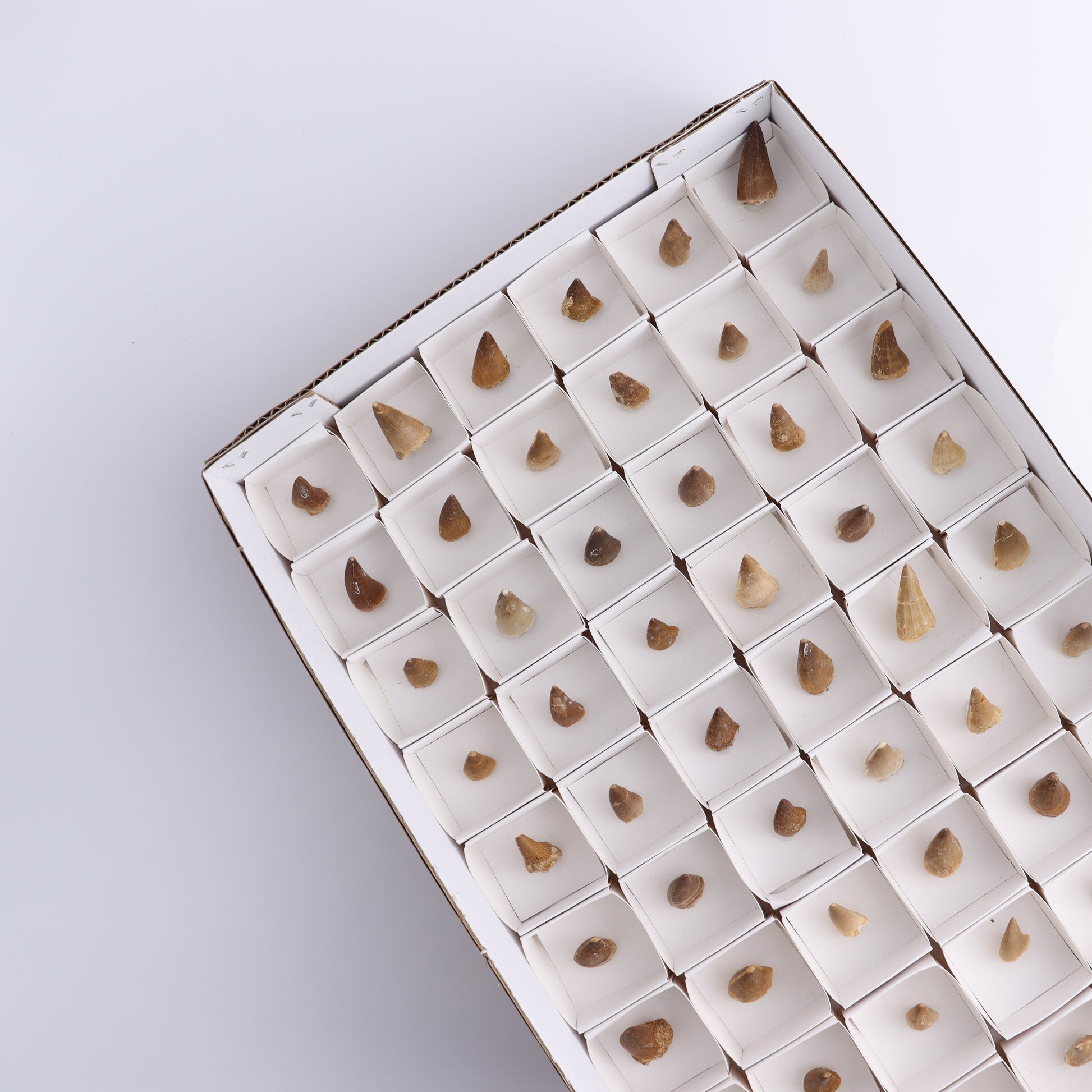 Mosasaur Teeth Set of 54 (Repaired) - Expert Wholesale and Supplier of Wholesale Crystals & Bulk Gemstones, ["Morocco","Mosasaur Teeth"]