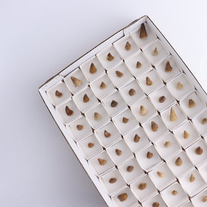 Mosasaur Teeth Set of 54 (Repaired) - Expert Wholesale and Supplier of Wholesale Crystals & Bulk Gemstones, ["Morocco","Mosasaur Teeth"]