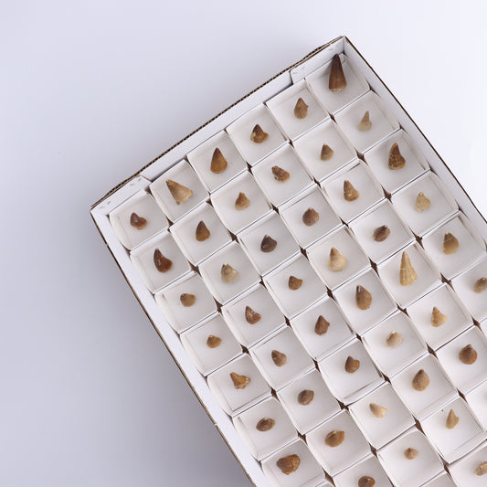 Mosasaur Teeth Set of 54 (Repaired) - Expert Wholesale and Supplier of Wholesale Crystals & Bulk Gemstones, ["Morocco","Mosasaur Teeth"]