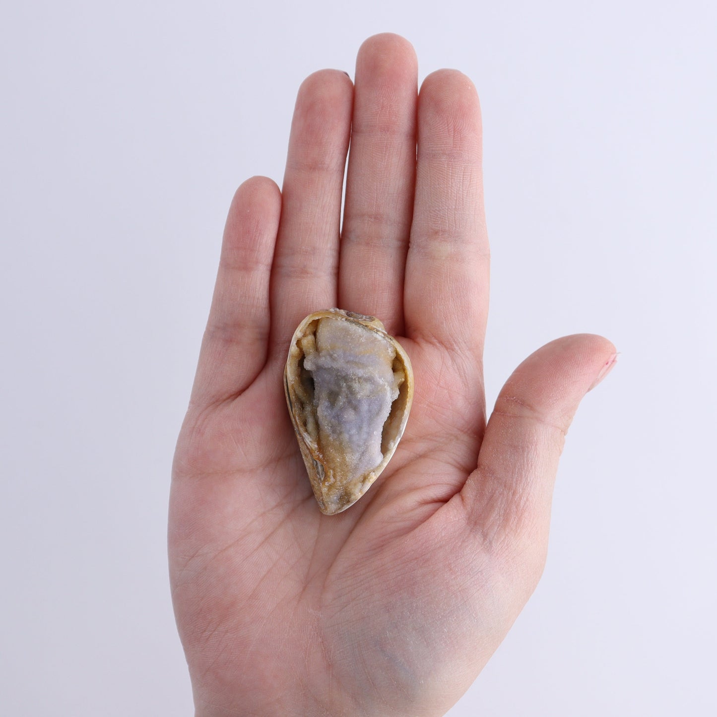 Crystalized Shells Set of 12 - Expert Wholesale and Supplier of Wholesale Crystals & Bulk Gemstones, ["Crystalized Shell","India","shell","shells"]