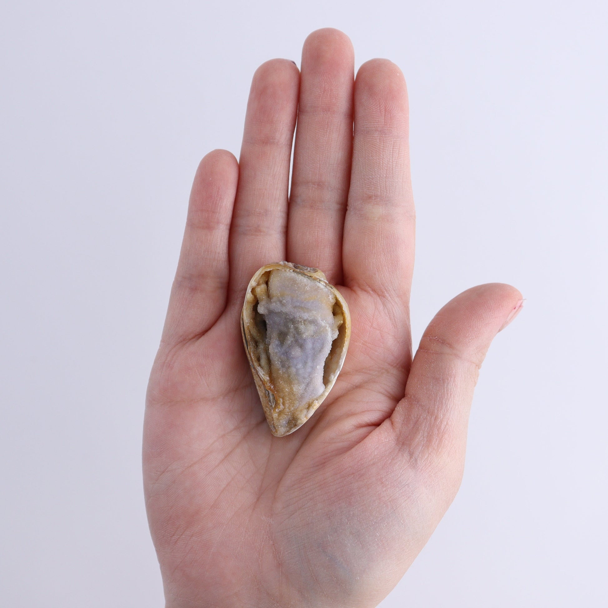 Crystalized Shells Set of 12 - Expert Wholesale and Supplier of Wholesale Crystals & Bulk Gemstones, ["Crystalized Shell","India","shell","shells"]